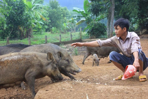 Sự nghiệp chăn nuôi lợn rừng