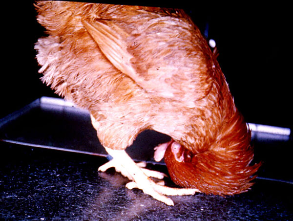 Ảnh hưởng của việc thiếu vitamin ở gà