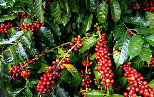Tình hình sản xuất và xuất khẩu cà phê ở nhiều nước trên thế giới