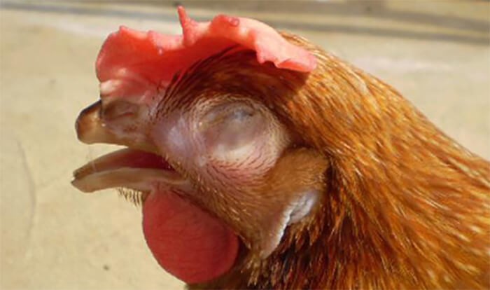 Bệnh hen ở gà