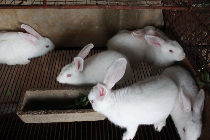 Tổng hợp 5 lưu ý cần thiết trong chăn nuôi thỏ để hiệu suất cao