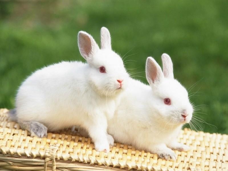 5 lưu ý cần thiết trong chăn nuôi thỏ 