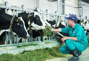 Tổng quan về sản xuất và thị trường thức ăn của ngành chăn nuôi