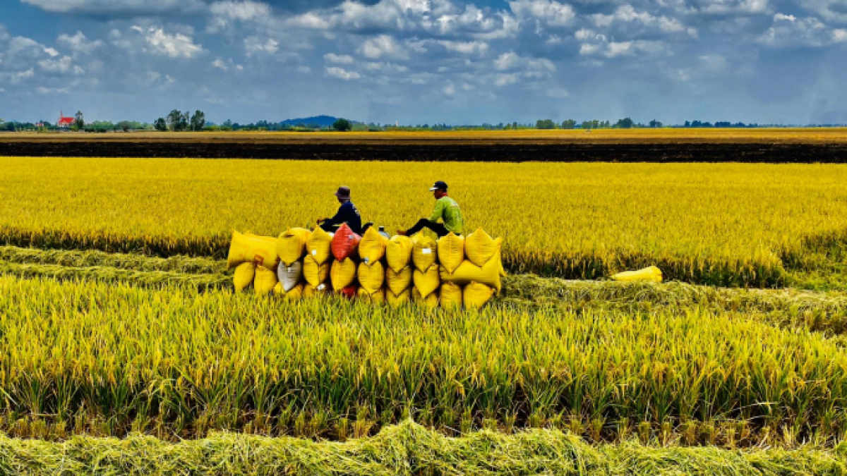 TOP 6 điểm nhấn trong ngành nông nghiệp Việt Nam