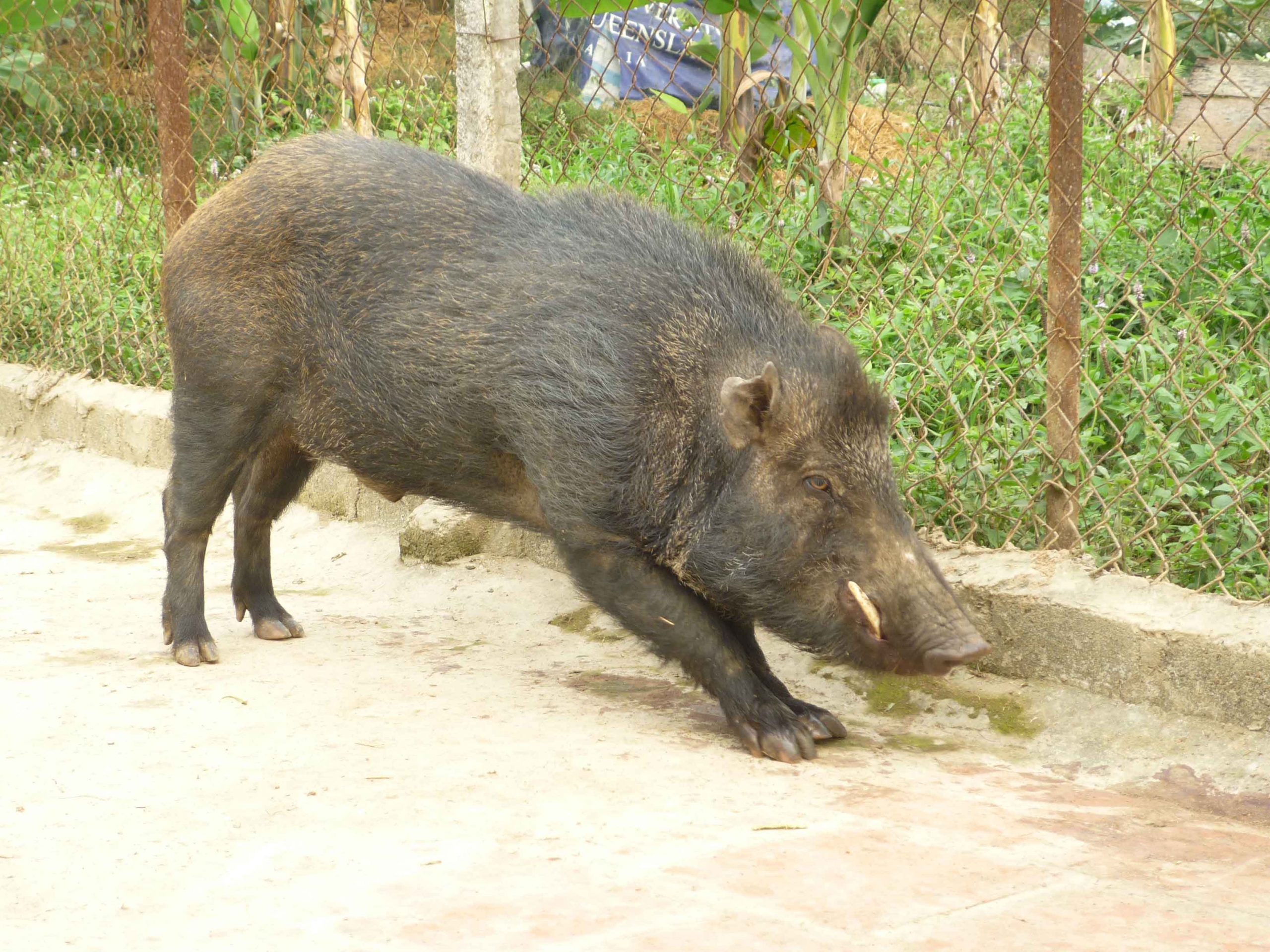 Đặc tính của lợn rừng