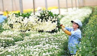 Xuất khẩu hoa sang các nước trên thế giới dần khôi phục